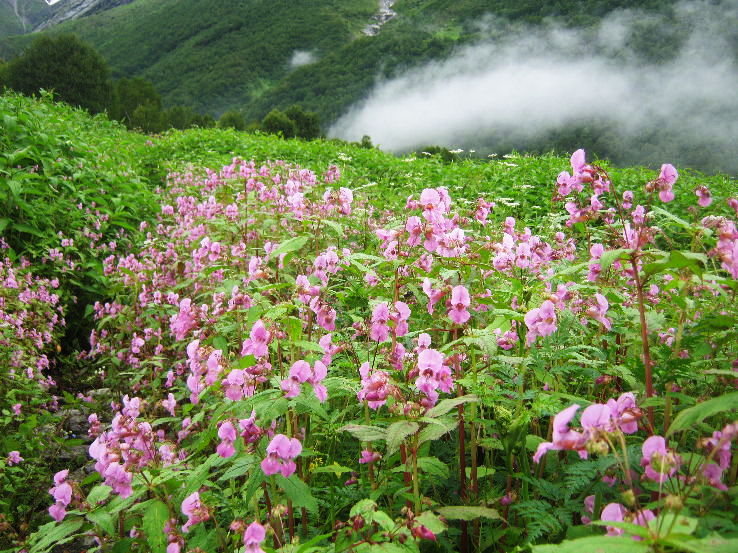 2. Valley of flowers national park